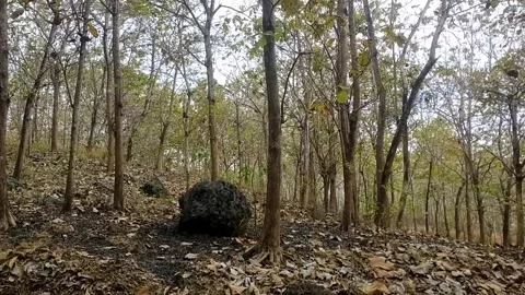 Serenity in the middle of a teak forest Video stock 338373682