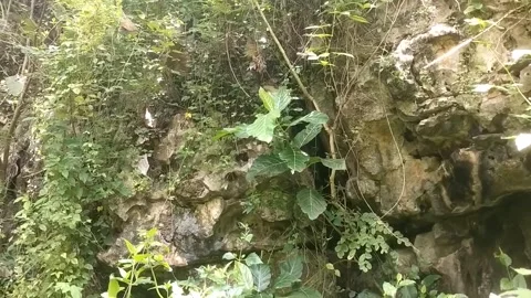 The Serenity of a Mossy Cliff in the Forest. Stock Footage 330274223