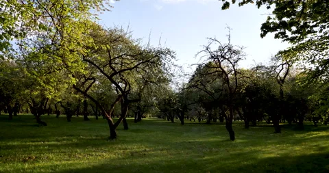 Serenity in Motion: Capturing Graceful Growth of Fruit Trees in Pristine Garden Stock Footage 241220118