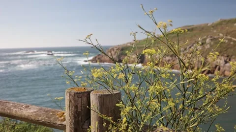 Serenity in Motion: Dancing Grass by the Turquoise Ocean Stock Footage 248350966