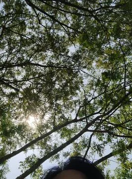 The serenity of nature with a view up from under the trees Stock Photos