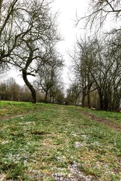 Serenity of a quiet pathway lined with leafless trees evokes a feeling of c.. Stock Photos