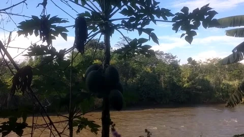 The Serenity of Rural Nature 動画素材 335081403