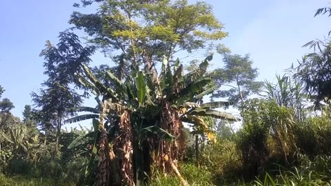 The Serenity of Rural Nature Видео 336165382