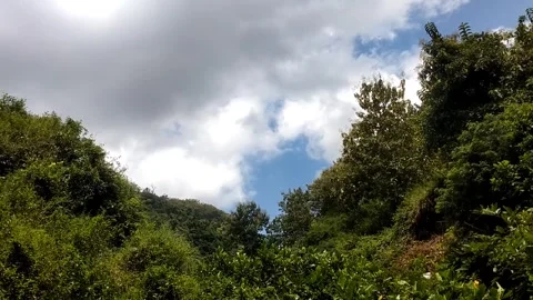 The Serenity of Sokobara Forest Under Cloudy Skies Vídeo Stock 332469782