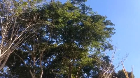 Serenity of Tree Canopy Under Blue Sky Stockbeeldmateriaal 332602043
