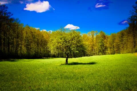 The Serenity Tree Stock-Fotos