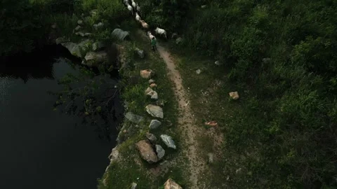 "Serenity Unleashed: Aerial Exploration of Cattle Grazing Freely in the Open" Stock Footage 242643346