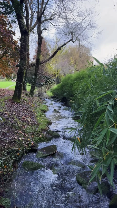 Serenity Unleashed: A Tranquil Autumn Stream Amidst Nature's Symphony Stock Footage 256066857