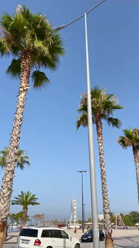 Serenity in Vlore: Palm Trees Along Adriatic Sea Stock Footage 246733351