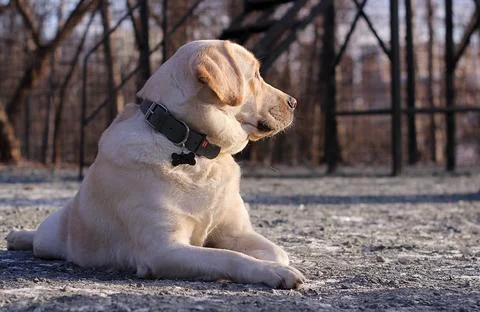 Serenity in Winter Stock Photos