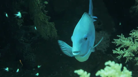 Sergeant fish getting clean Stock Footage 22737857