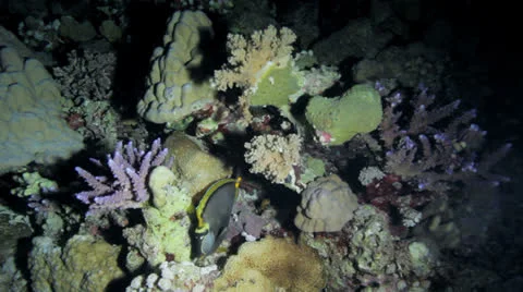 Sergeant fish at night 動画素材 22706658