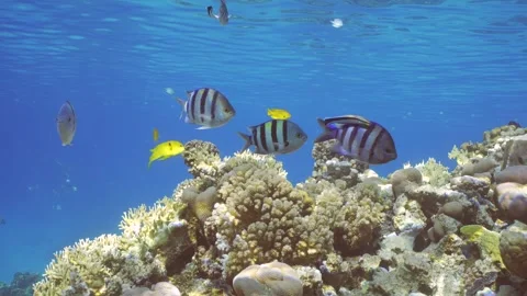 Sergeant fish swims over coral reef, cleaner fish is cleaning it from parasites Stock Footage 247021344