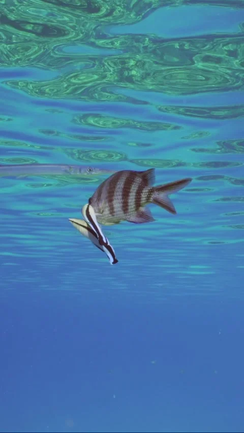 Sergeant fish swims over coral reef, cleaner fish is cleaning it from parasites Stock-Footage 247113663