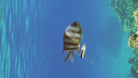 Sergeant fish swims over coral reef, cleaner fish is cleaning it from parasites Stock-Footage 247621103