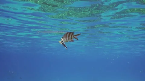 Sergeant fish swims over coral reef, cleaner fish is cleaning it from parasites Stock-Footage 249400461