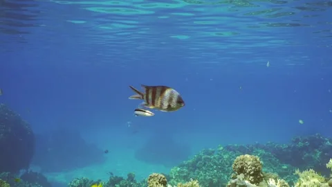 Sergeant fish swims over coral reef, cleaner fish is cleaning it from parasites Video stock 250152179