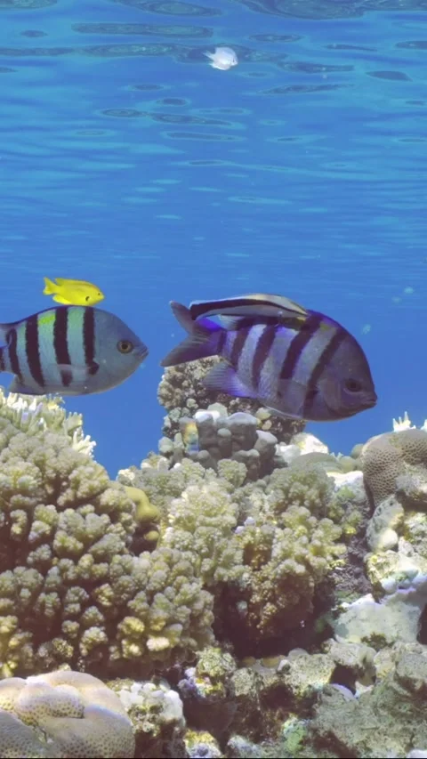 Sergeant fish swims over coral reef, cleaner fish is cleaning it from parasites Stock Footage 252258511