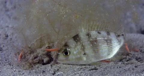 Sergeant Fish Victoria Australia Stock Footage 172460713