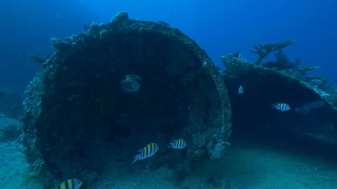 Sergeant fishes in front of the funnel of the shipwreck Ulysses, Red Sea, Egypt Stock Footage 105619037