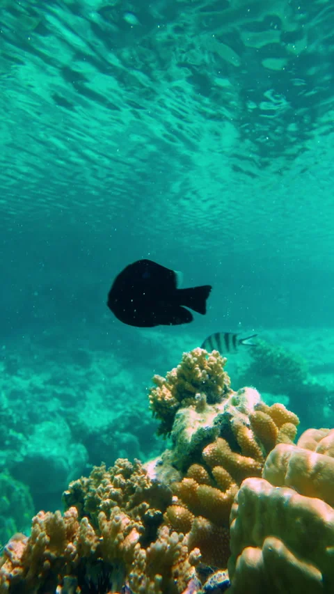 Sergeant Major and Damselfish Over Shallow Coral Reef in Bora Bora Lagoon. Video stock 342888727