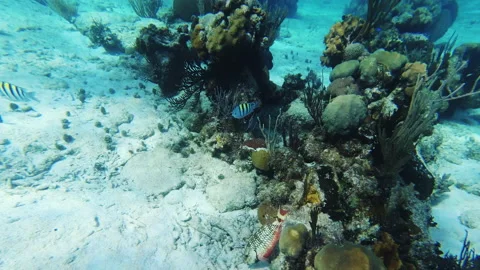 Sergeant Major And Stoplight Parrotfish Eat On Coral Reef. Vídeo Stock 133419540