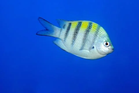 Sergeant major damselfish Stock Photos