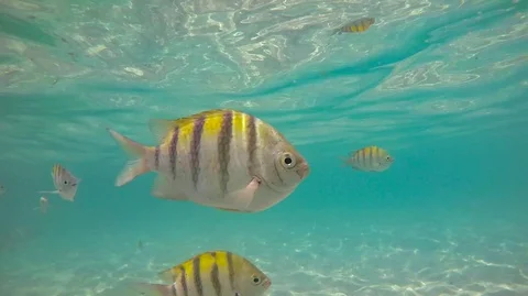 Sergeant Major Fish - Caribbean Reef Fish swimming Stock Footage 86258697