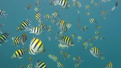 Sergeant Major fish everywhere Stock Footage 80854862