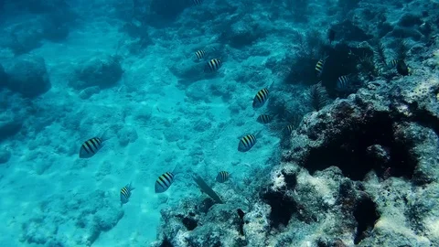 Sergeant major Fish 動画素材 112271987