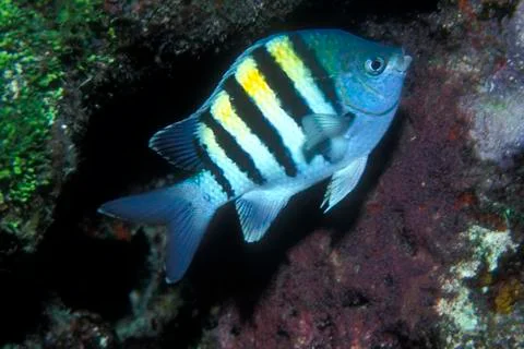 Sergeant major fish guarding her eggs Stock Photos
