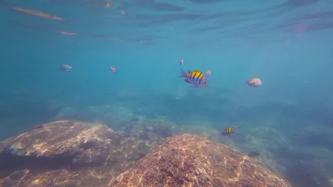 Sergeant Major Fish Over Rocky Reef Ixtapa Mexico Turquoise Water Video stock 330800638