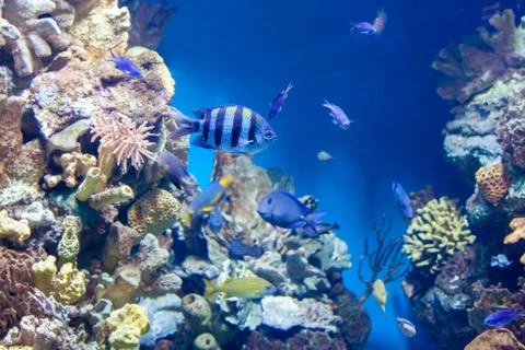 Sergeant major fish Stock Photos