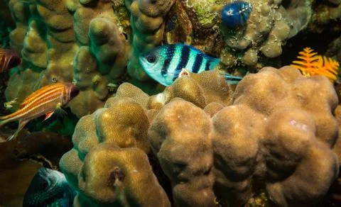 Sergeant major fish Stock Photos