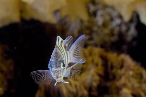 Sergeant major (fish) Stock Photos