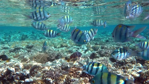 Sergeant Major fish in Red sea 4K video clip Stock Footage 158462777
