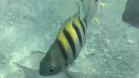 Sergeant Major Fish in San Pedro Belize Stock Footage 231578167