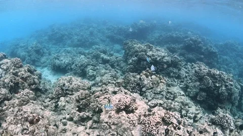 Sergeant Major fish swim through beautiful coral reef in Hawaii slow motion 4K Stock Footage 98430622