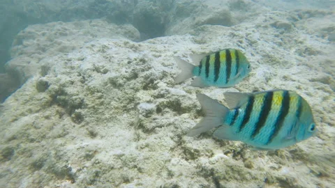Sergeant major fish swimming in a group near a coral reef Stock Footage 147981428