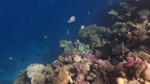 Sergeant Major Fish Swimming Over Coral Reef – Red Sea, Hurghada Egypt Video stock 335449098