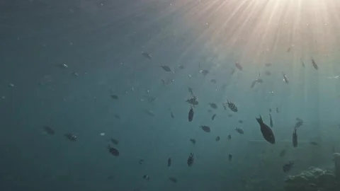 Sergeant Major Fish Swimming in Sunbeams Over Coral Reef in Maldives Stock Footage 342471577