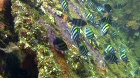 Sergeant major or Five-banded damselfish (Abudefduf vaigiensis) guarding eggs Stock Footage 53189800