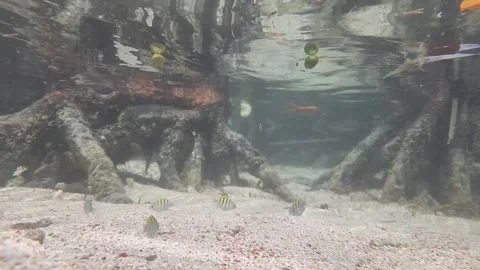 Sergeant major  (píntano) fish Stock Footage 261351706