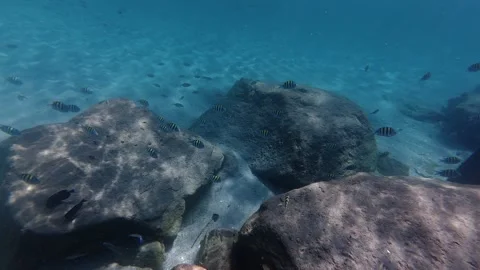 Sergeant Major school of fish Stock-Footage 337847343