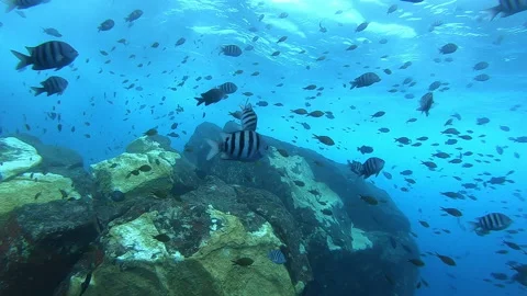 Sergeant major shoal. Scuba diving in Fernando de Noronha Stock Footage 172082933