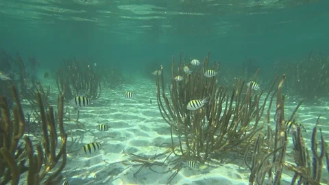 Sergeant Majors (Fish) Stock Footage 84980740