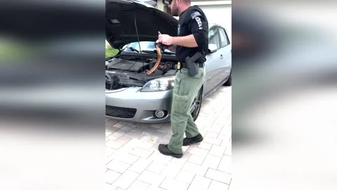 Sergeant Van Pelt Rescues Python from Car Engine in Lehigh Acres, USA 스톡 동영상 276894021
