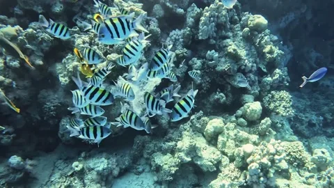 Sergeantfish eating plastic bag. Stock Footage 280062661