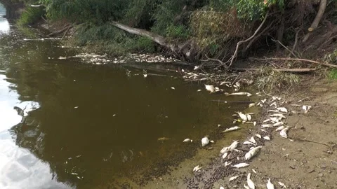 сергей бутько Stock Footage 295075705